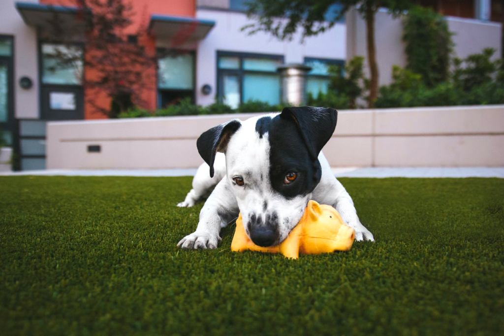 A small puppy plays on artificial turf grass. 