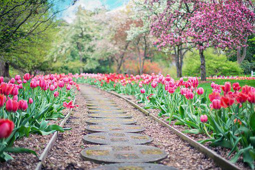 Image Alt Text: A walkway designed through tulips   