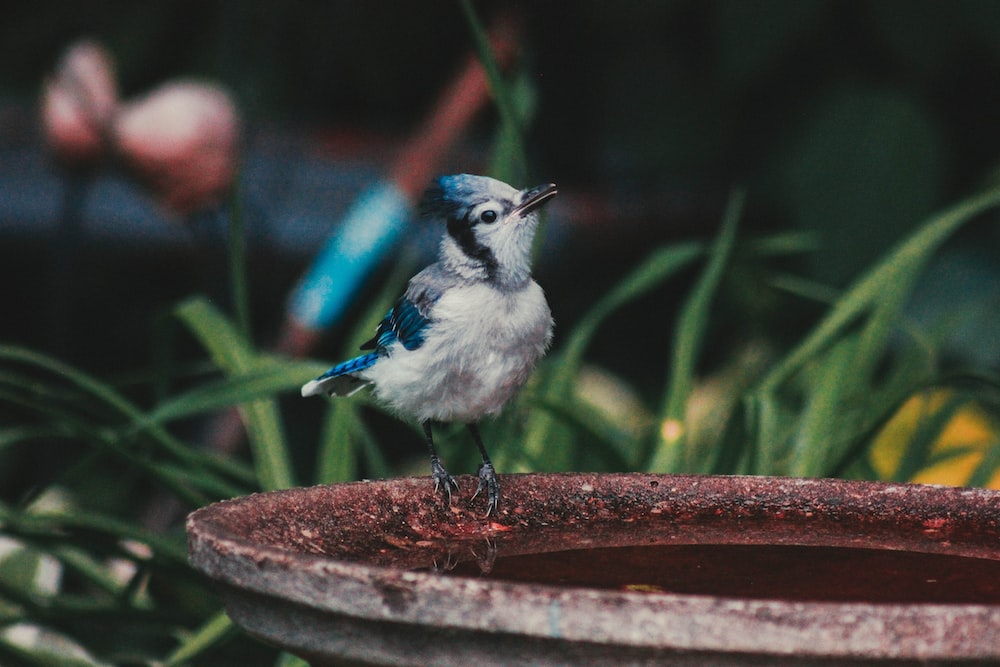 : a bird sitting on the edge of a water fountain