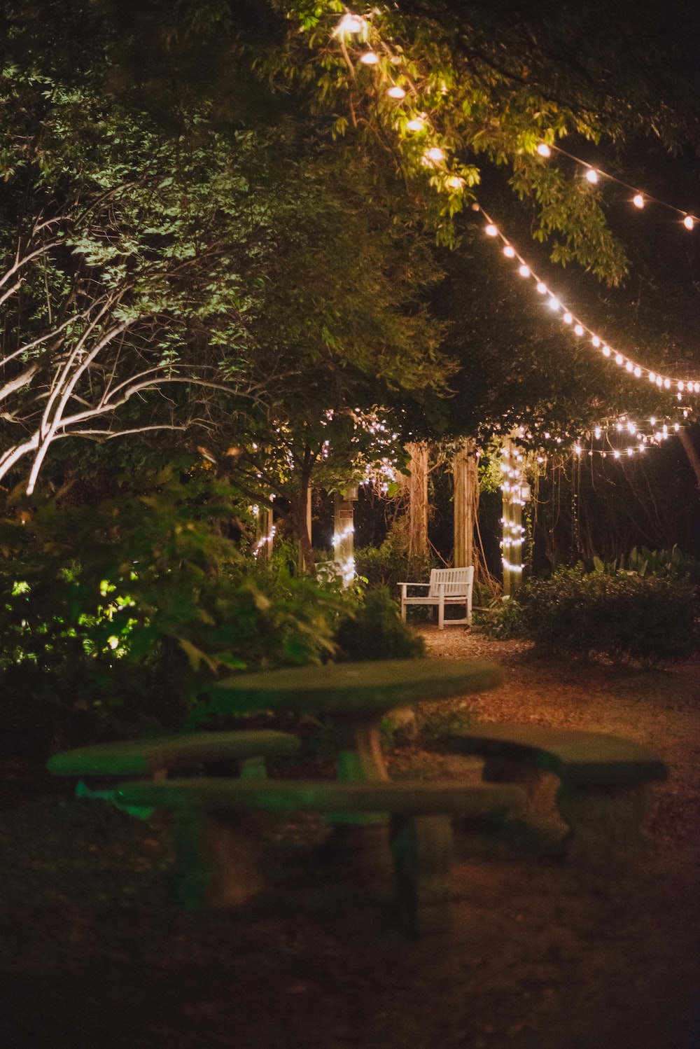 a string of fairy lights hanging in a garden